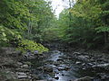 Forests maintain water flow in streams