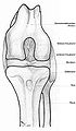 Image 15Dog knee (from Dog anatomy)