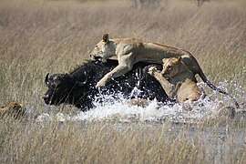 Lionesses hunting a Cape buffalo in water, at the Okavango Delta, Botswana