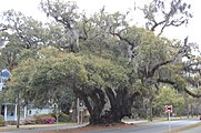 Lovers Oak