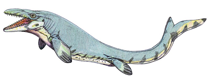 Archivo:Mosasaurus beaugei1DB.jpg