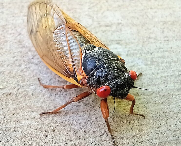 File:Pharaoh Cicada.jpg