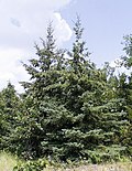 Miniatura para Picea glauca