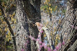 Red-shouldered hawk in suburban Indianapolis, Indiana