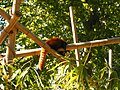 Ménagerie du Jardin des Plantes, Paris