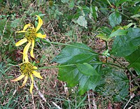 Variety humilis has shallowly lobed leaves and large flowers (Clingman's Dome, North Carolina)