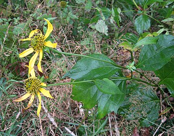 Variety humilis has shallowly lobed leaves and large flowers (Kuwohi (formerly Clingmans Dome), North Carolina)