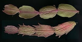 The image illustrates the points made in the article. The top image shows four segments with the stem running horizontally from right to left. Their edges have either no teeth or small, rounded projections. The bottom image also shows four segments with the stem running horizontally from right to left. The segments have pointed teeth on a least one edge. Both stems have a prominent mid-rib to all the segments.