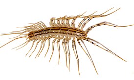 Scutigeromorpha