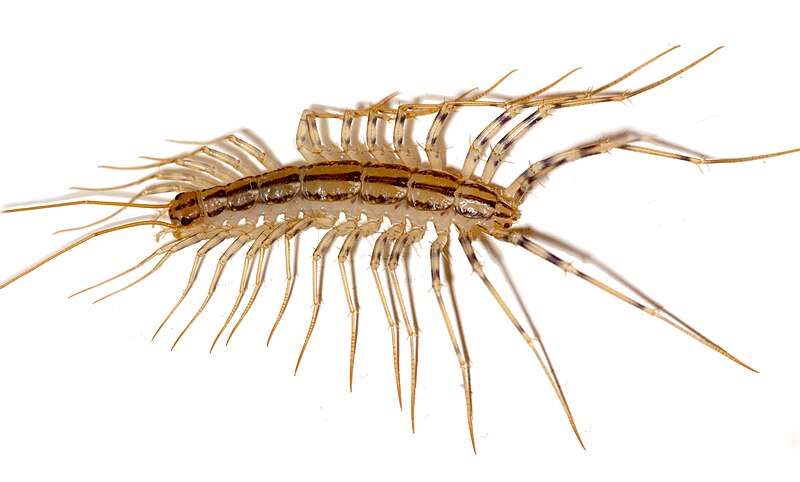 Файл:Scutigera coleoptrata.JPG