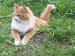 Red Siberian cat, showing the characteristic round-shaped head.