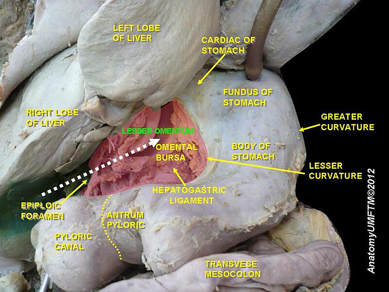 File:Slide8ddd.JPG