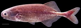 Stomatorhinus walkeri