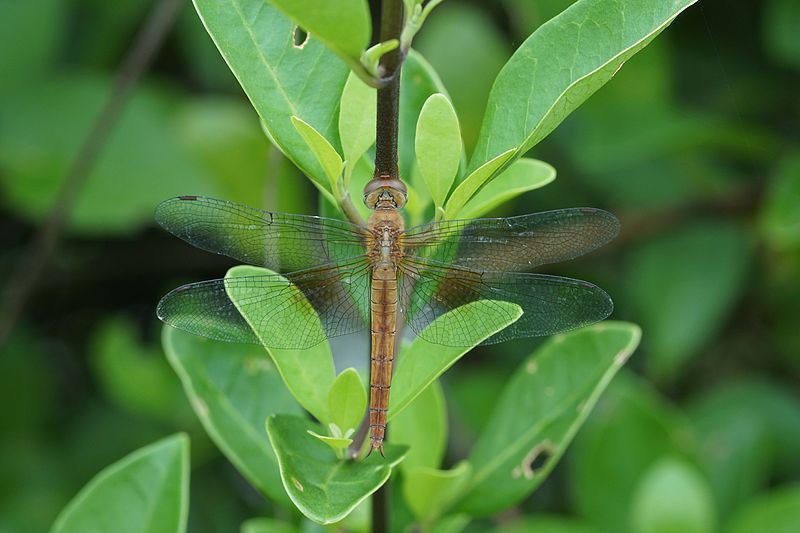 File:Tholymis tillarga 05181.jpg