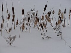 Typha latifolia L.