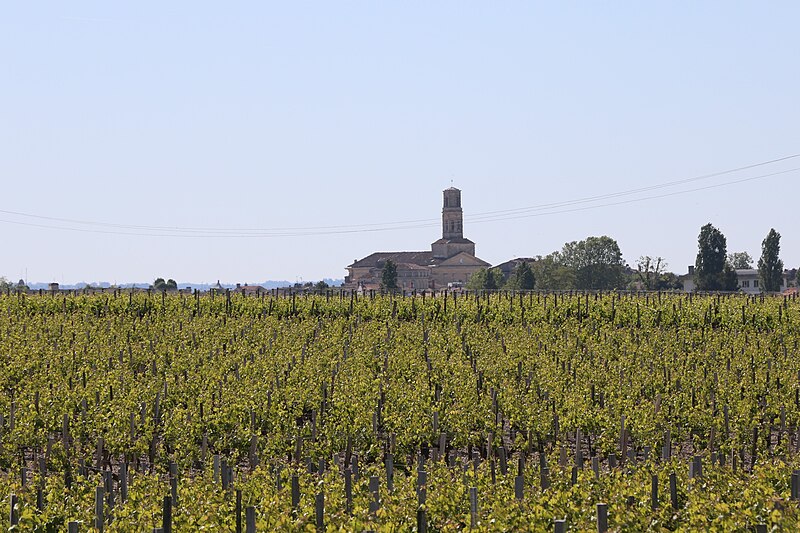 File:Vignoble de Pauillac.jpg