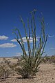 Fouquieria splendens Ocotillo