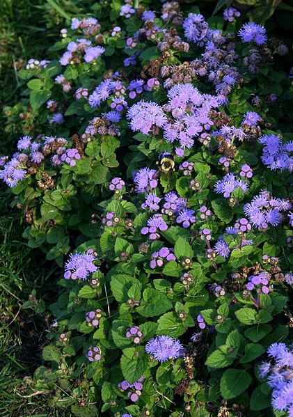 File:Ageratum houstonianum (alverson).jpg