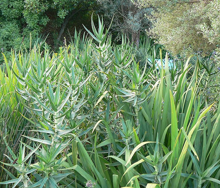 File:Aloe tenuior.JPG