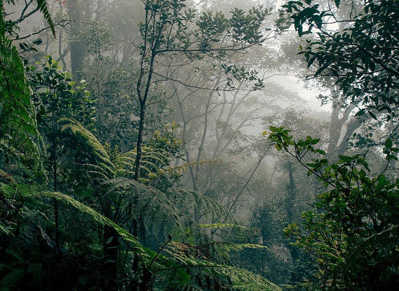 File:Borneo rainforest.jpg