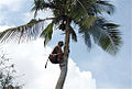 Coconut palm