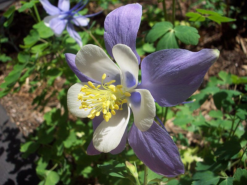 Archivo:Columbine flower.JPG