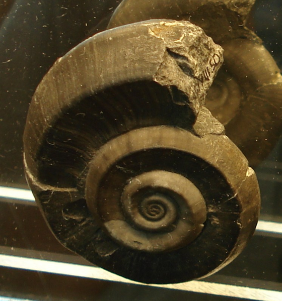 File:Euomphalus fossil cropped.png