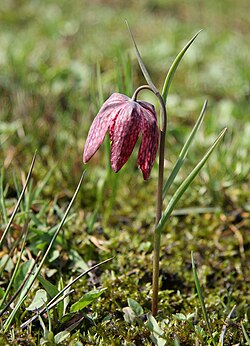 Fritillaria meleagris