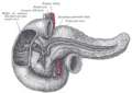 Ducto pancreático