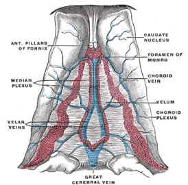 Velum interpositum (Вена Галена отмечена внизу в центре).