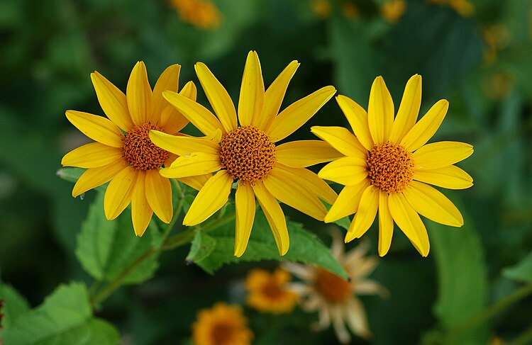 Кореопсис крупноцветковый (Coreopsis grandiflora) в Саду растений (Париж)