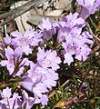 Hemiandra (Hemiandra pungens)