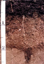 Lester, Minnesota's state soil