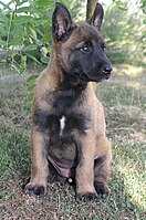 A Malinois puppy