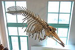 True's beaked whale