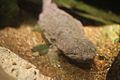 Hellbender