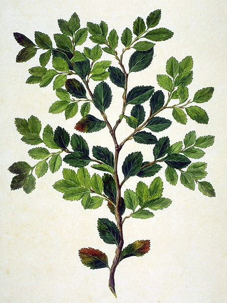 Archivo:NothofagusBetuloides2.jpg