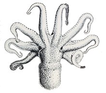 Octopus bimaculatus.jpg