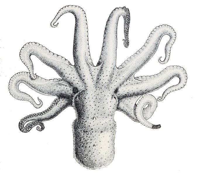 Archivo:Octopus bimaculatus.jpg