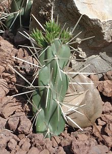 Opuntia recondita-2010 Pisa-2.JPG