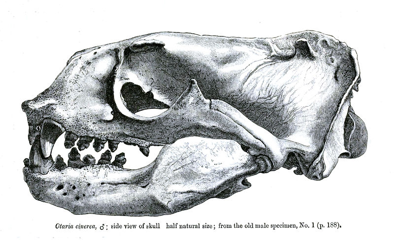 File:OtariaCinereaSkull.jpg