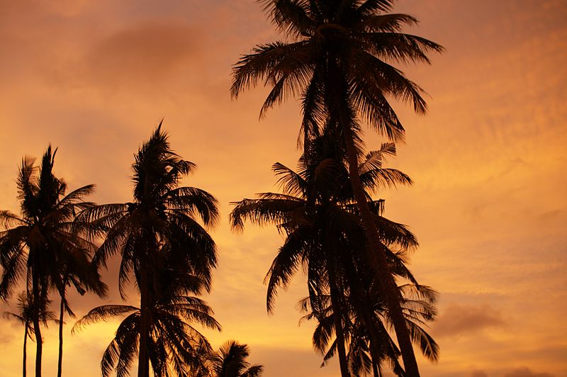 File:Palm trees at sunset.jpg