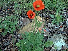 Papaver dubium 2Plant DehesaBoyalPuertollano.jpg