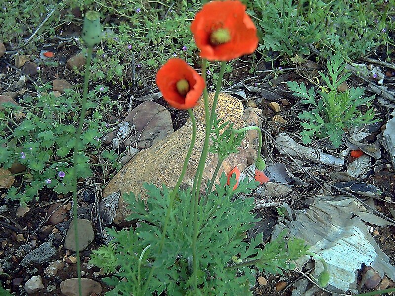 Файл:Papaver dubium 2Plant DehesaBoyalPuertollano.jpg