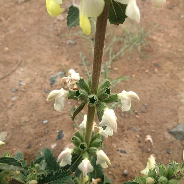 File:Phlomoides labiosa absnd (3).jpg