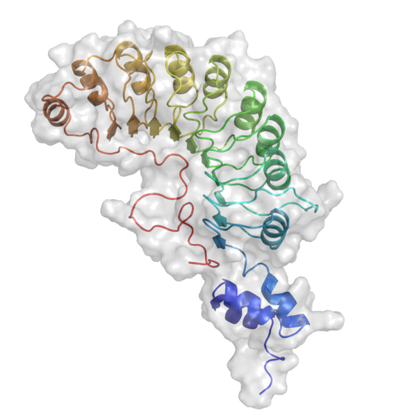 Archivo:Protein SKP2 PDB 1fqv.png