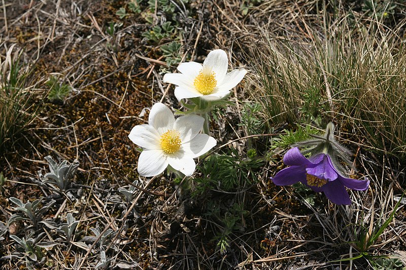 Файл:Pulsatilla turczaninovii 112348764.jpg