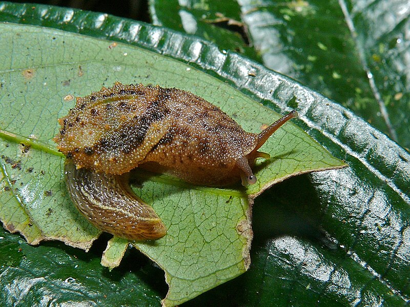 File:Semislug (Microparmarion simrothi) (6658487367).jpg