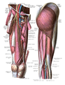 Innervation and blood-supply of the gluteus maximus.