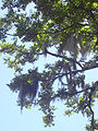 Tillandsia usneoides hanging from branches